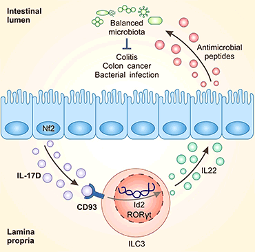 腸上皮細胞衍生的IL-17D通過與受體CD93結合,成為調節ILC3s功能和腸道穩態的關鍵因子