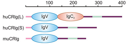 人或鼠VSIG4結構