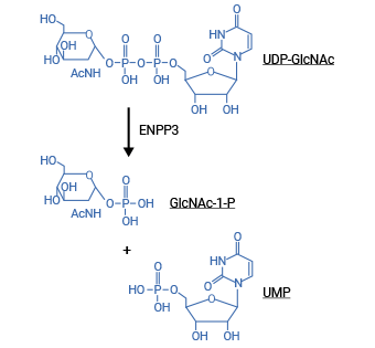 ENPP3介導(dǎo)的UDP-GlcNAc水解