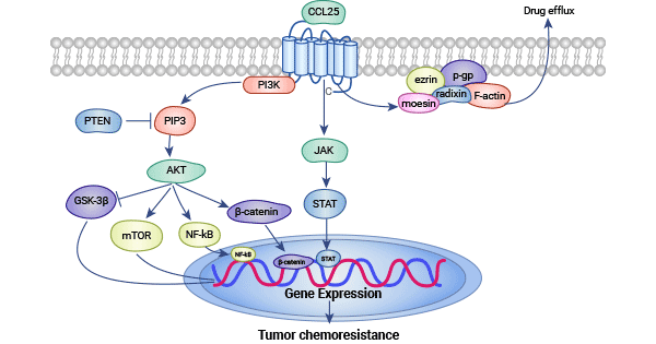 CCR9/CCL25和PI3K/AKT信號通路
