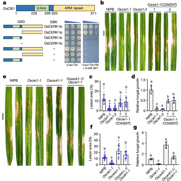 OsCIE1與OsCERK1相互作用,負調控OsCERK1介導的免疫