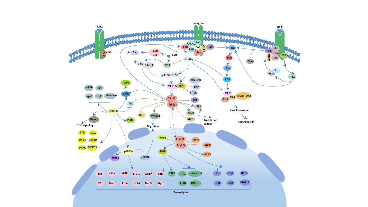 MAPK Erk pathway