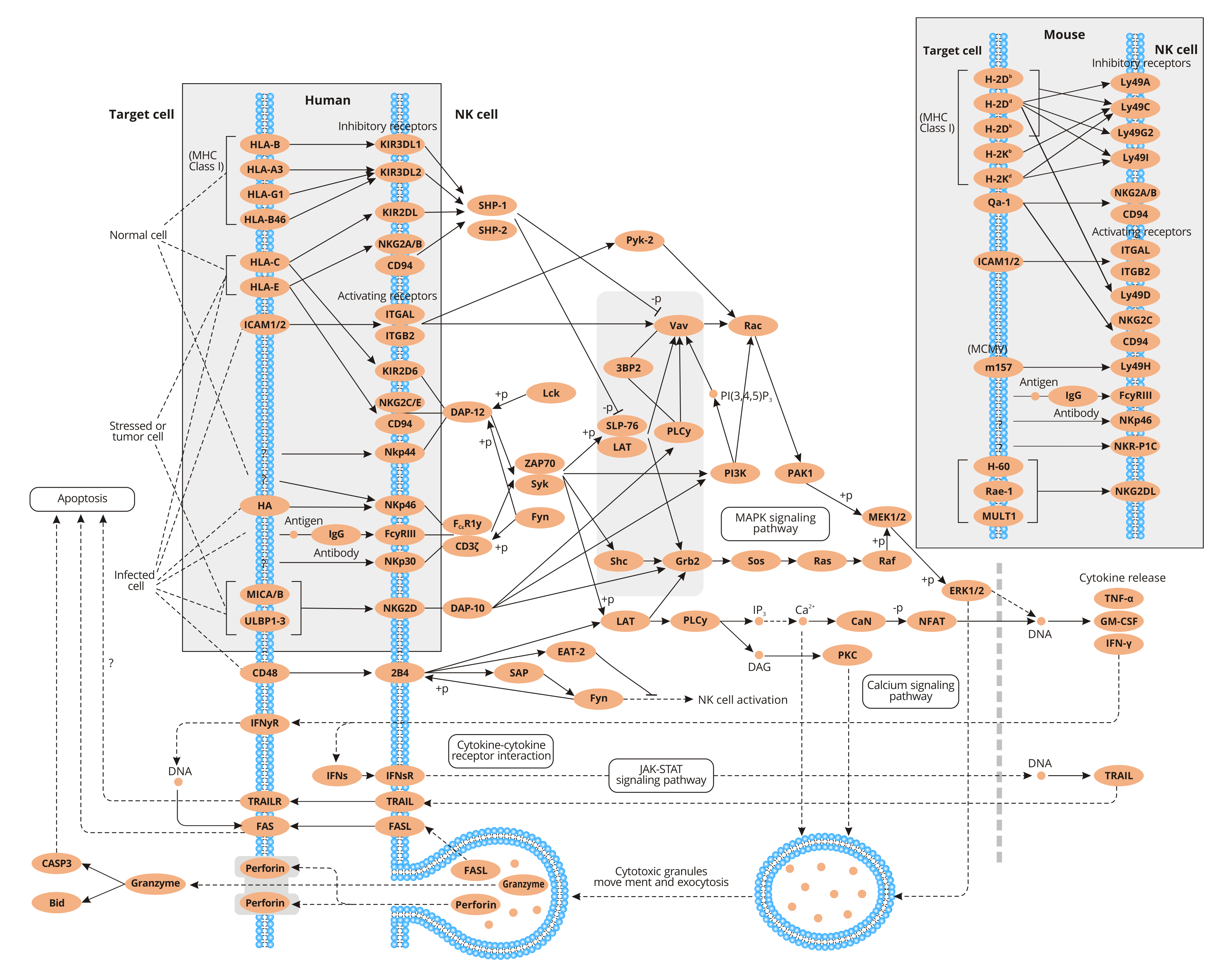 Natural killer cell mediated cytotoxicity