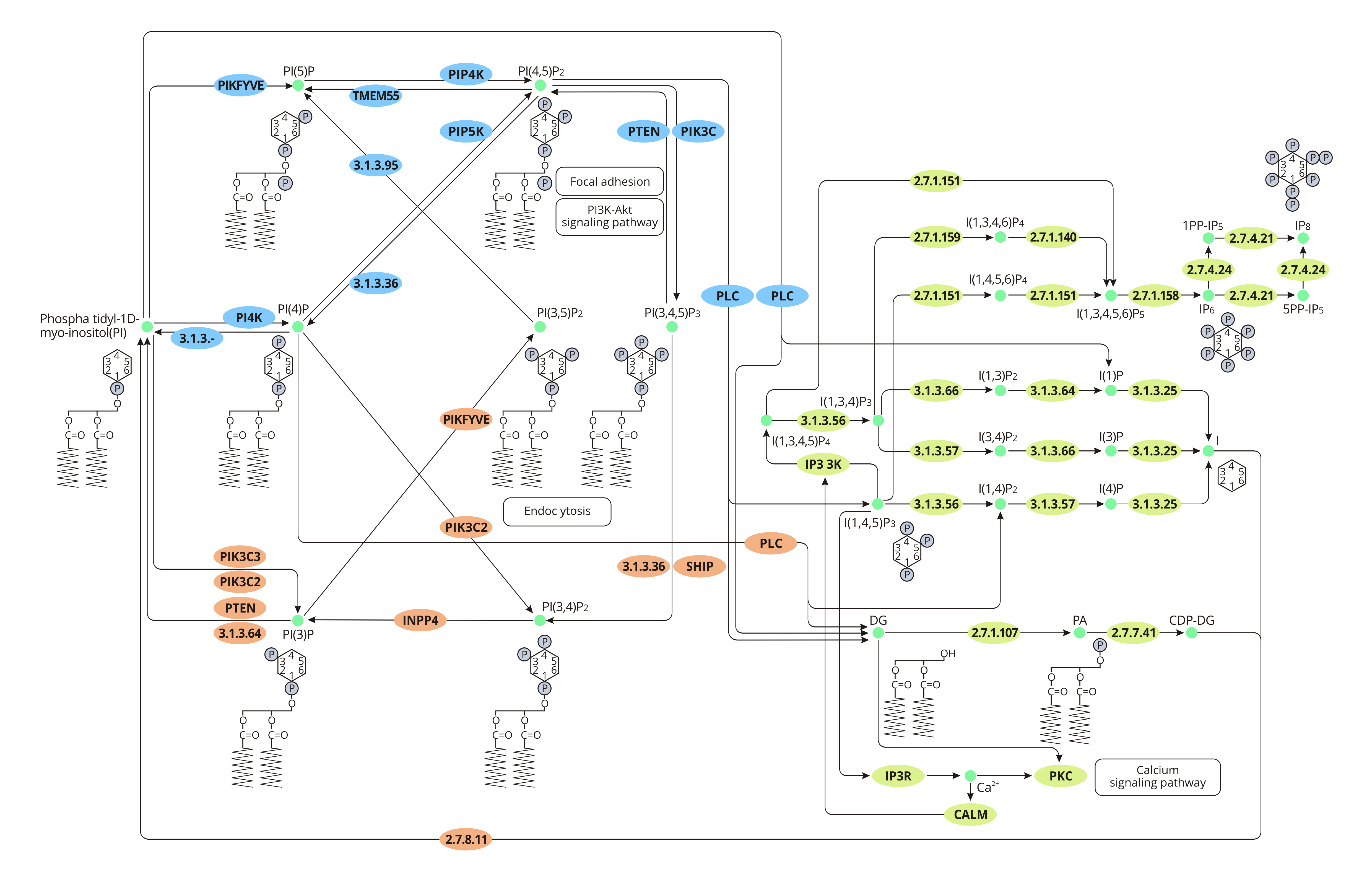 Phosphatidylinositol signaling system