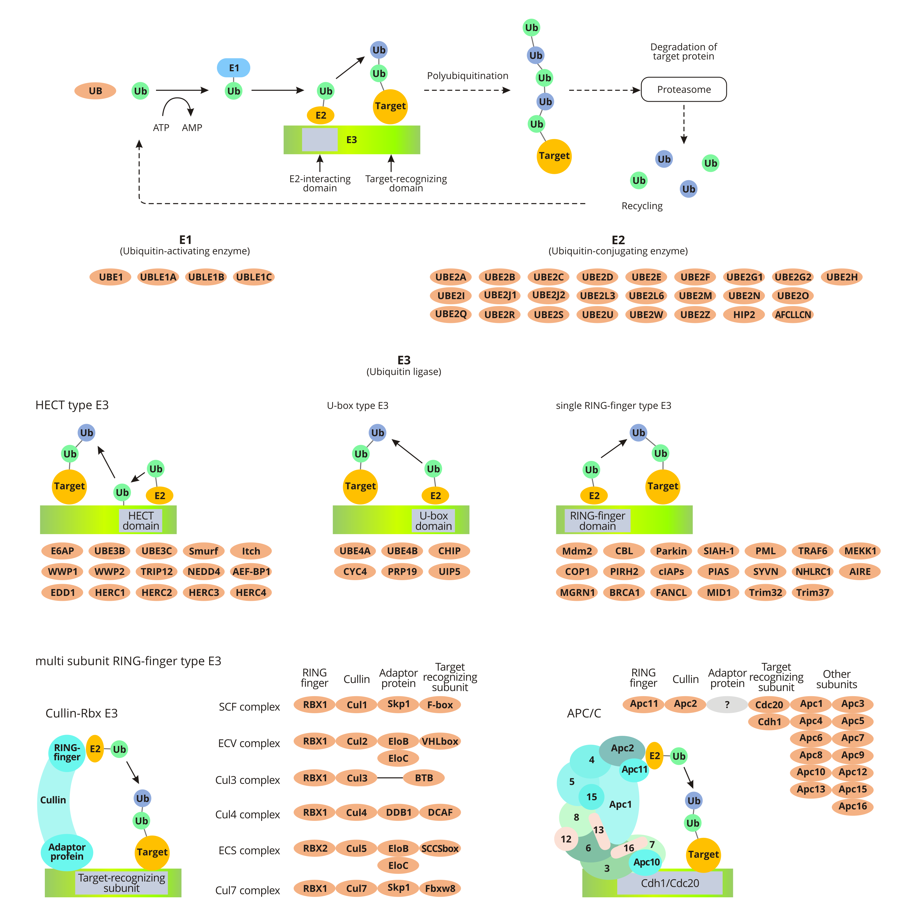 Ubiquitin mediated proteolysis
