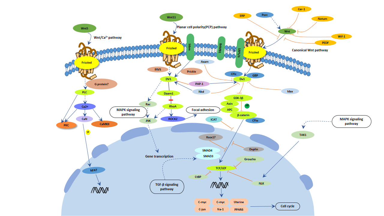Wnt signaling pathway