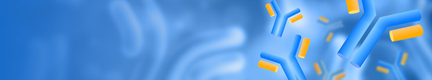 DT3C,抗體內(nèi)化效率評估的新工具