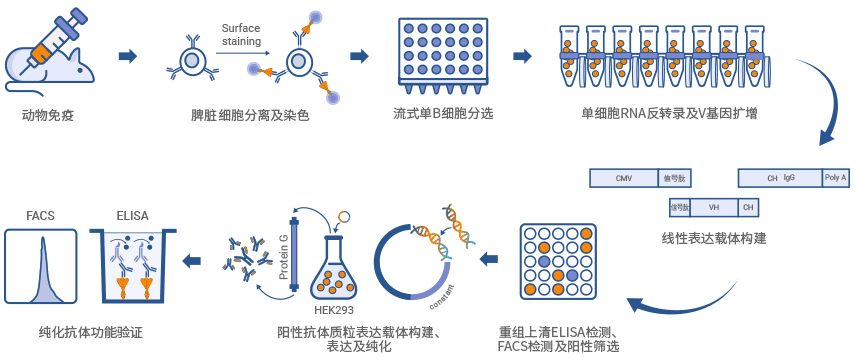 鼠單B細胞抗體制備流程