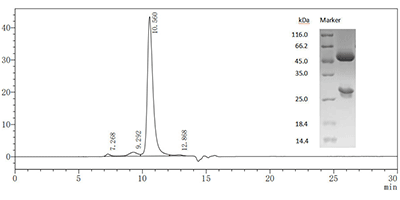 SDS-PAGE驗(yàn)證