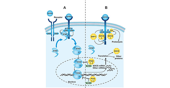 JAK-STAT信號轉導途徑示意圖