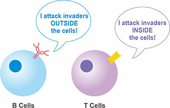 T細胞和B細胞的區別