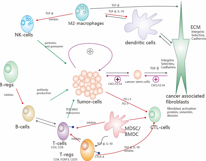 腫瘤微環(huán)境(TME)最重要的機(jī)制和相互作用示意圖概述