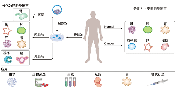 類(lèi)器官及應(yīng)用