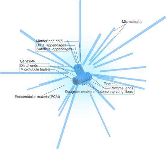 click to enlarge The structure of Centrosome