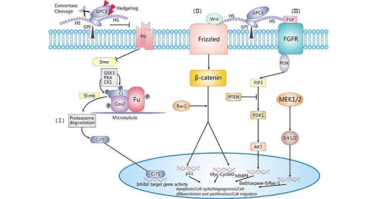 GPC3相關的信號轉導通路