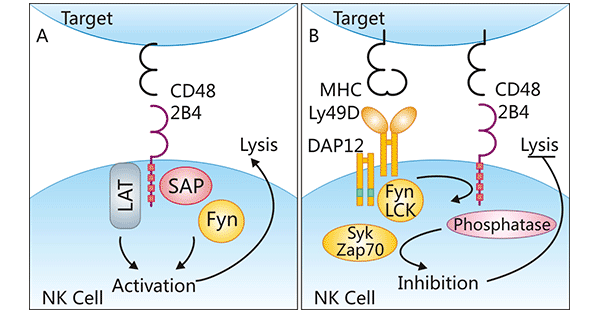 CD48的反受體及其調(diào)節(jié)機(jī)制